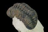 Reedops Trilobite - Foum Zguid, Morocco #165966-4